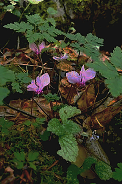 Ciclamini d'agosto nel bosco di tassi di Caronia
