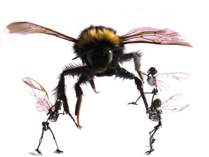 Bumblebee by Tessa Farmer, © Tessa Farmer