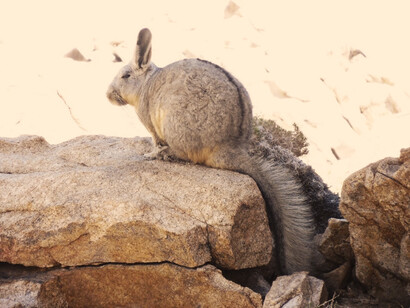 Vizcacha, animal procedente del Valle de Elqui, Chile
