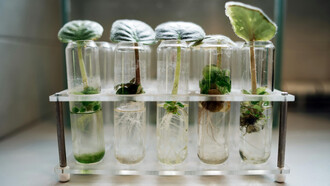 O mundo vegetal é cheio de vida, inteligência e sensibilidade. Estefano Mancuso e Alessandra Viola exploram como as plantas ouvem, cheiram, comunicam-se e interagem com o ambiente, revelando uma nova perspectiva sobre a natureza