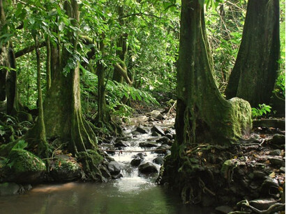 Bosque de la Isla de Moorea, Polinesia Francesa