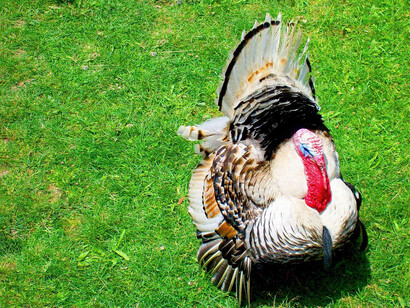 Pavo caminando por el campo