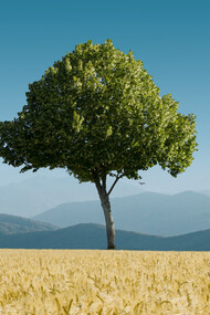 If we save trees they will help save us