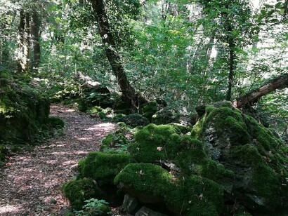 Bosco del Sasseto