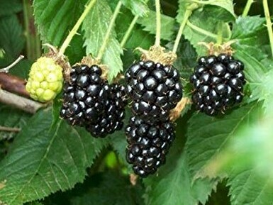 Bringing wild foods into the urban economy is a way to give economic value to wild foods