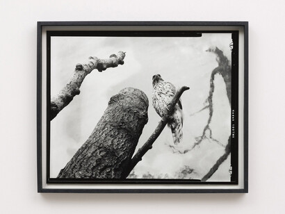 Gerard Byrne
Twelfth beast 2018
Analogue silver gelatin print, edition of 4 + 1AP
46 x 56.5 cm / 18.1 x 22.2 in