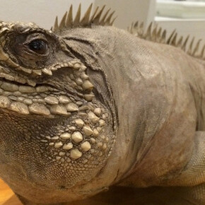 Central and South America. Courtesy of Harvard Museum of Natural History