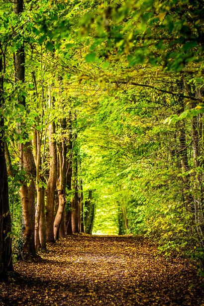 Gli alberi contraddistinguono e segnano il carattere e la vita del complesso e articolato mondo culturale del giardino d’oriente e d’occidente