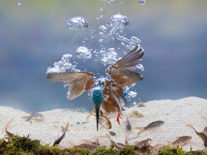 Kingfisher diving for prey (Hampshire in England, United Kingdom)