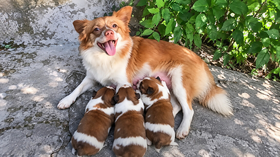 On 28 June 2026, five boys allegedly killed Wang Wang and her three puppies in Jieyang, China
