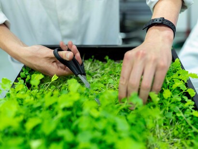 Scientists trim the plants to make them more sustainable for consumption