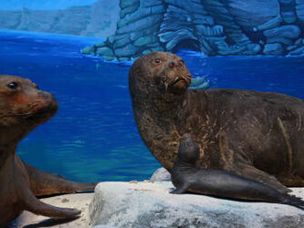 Black Sea seal. Courtesy of Grigore Antipa National Museum of Natural History