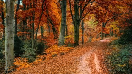 Leaves change colours as autumn begins