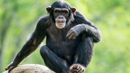 Homosexuality, in addition to our species, is widespread in many other animal species, especially in the higher mammals