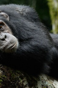 Gli scimpanzé comuni (Pan troglodytes) sanno riconoscere il valore terapeutico di molte piante che crescono nel loro territorio