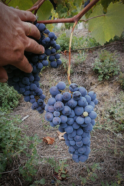 Vini di vermentino nero: il gusto unico e le note aromatiche della tradizione ligure