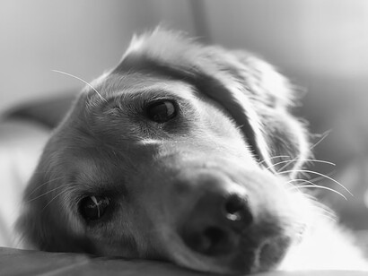 The canine gazes into the distance, a reflection of sadness and dejection evident in its eyes