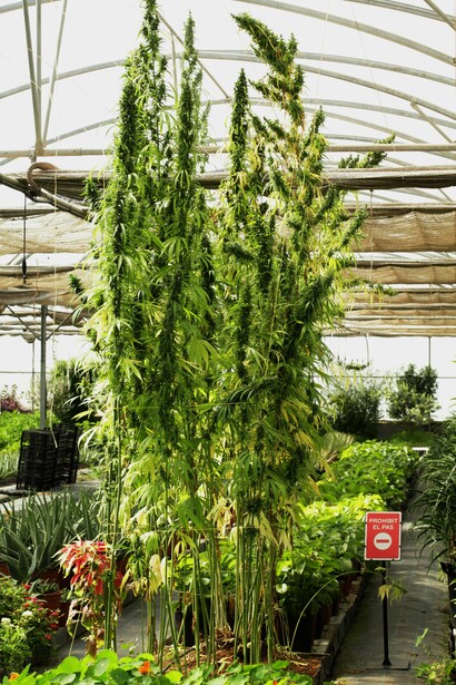 Cañamo. Foto: Sabrina Guitart