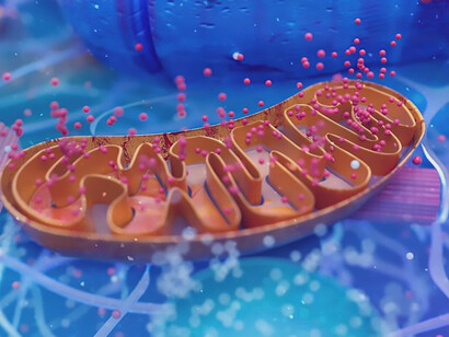 Engage with a visually striking representation of cellular biology, featuring the vital organelle mitochondria, in a captivating 3D rendering