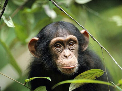 Gli scimpanzé sono animali molto intelligenti 