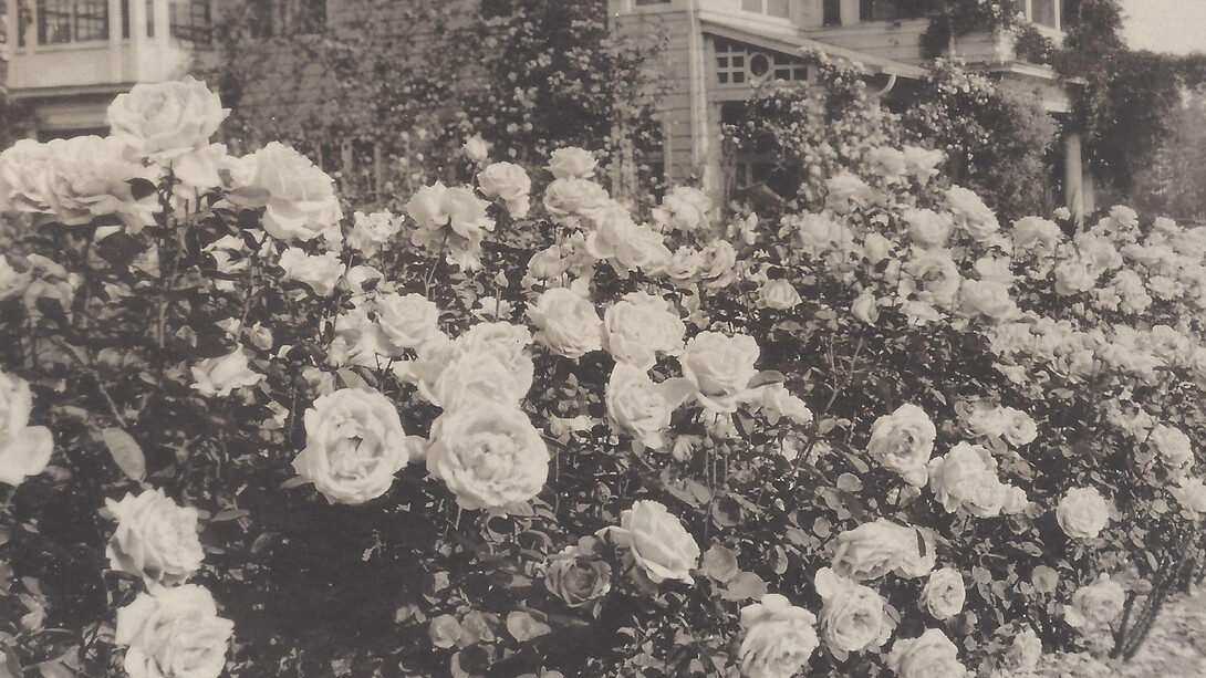 Madame Caroline Testout. Courtesy of Oregon Historical Society