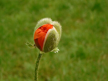 A red flower bud, symbol of hope a rebirth
