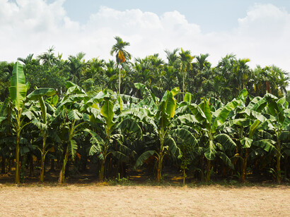 ROGER EBERHARD,
Dahala Khagrabari, 2019
archival pigment print, mounted on aluminum
edition of 5 + 1 AP, ed. 1/5
image 70 x 90 cm (27 1/2 x 35 3/8 in.)
framed 73 x 93 x 3 cm (28 3/4 x 36 5/8 x 1 1/8 in.) 