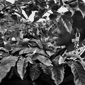 Sebastião Salgado, Un raccoglitore di caffè nella piantagione di Shangri La, Rift Valley, pendici del cratere Ngorongoro, Tanzania 2014