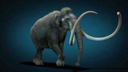 Mammuthus columbi