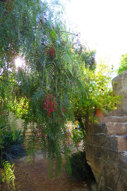 Schinus molle