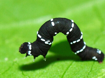 A los recolectores y cazadores de Sulawesi no le faltaban fuentes de inspiración, Indonesia