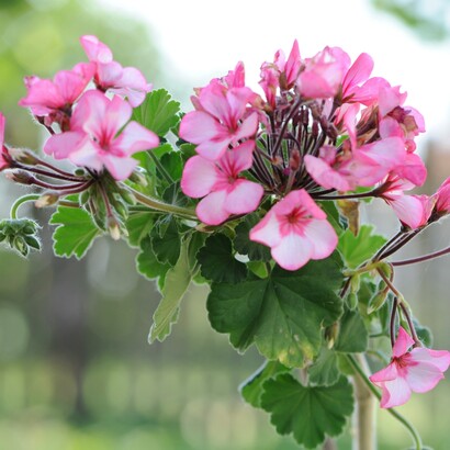  I gerani avevano già sviluppato una resistenza a condizioni più impegnative