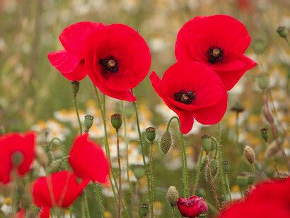 Campo de amapolas