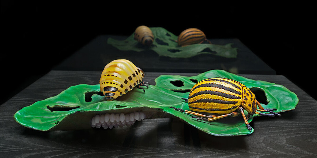 Keller’s Insect Models. Courtesy of Museum für Naturkunde