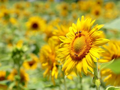 Girasóis em campo, Cádiz, Espanha
