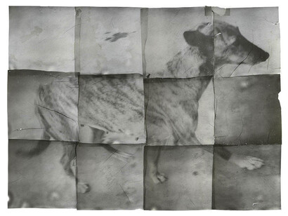 Zhang Xiao,
The Dog in My Cousin’s Home,
2014,
Instant film on paper,
26 x 35 cm