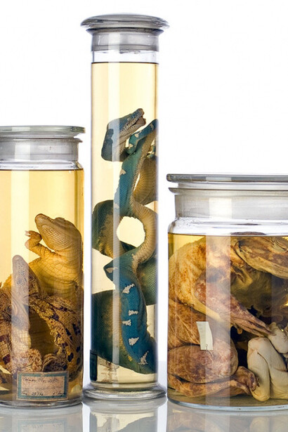 Reptiles and Amphibians. Courtesy of Museum für Naturkunde