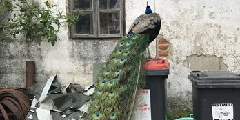 Iris Andraschek. Courtesy of Kunst Haus Wien