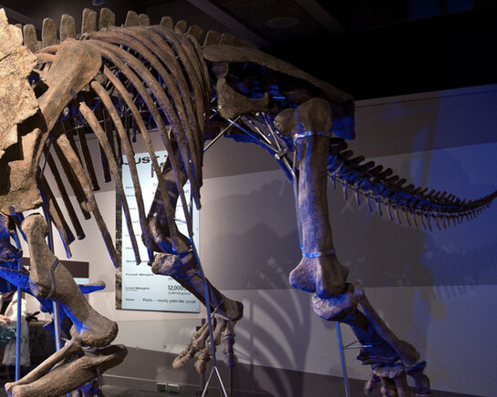 Colossal Fossil. Courtesy of Museum of Science 