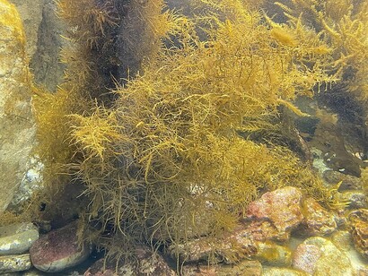 Algas Sargassum Horneri no fundo do mar