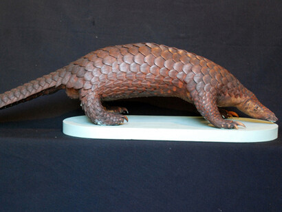 Zoología Vertebrados. Courtesy of Museo de La Plata