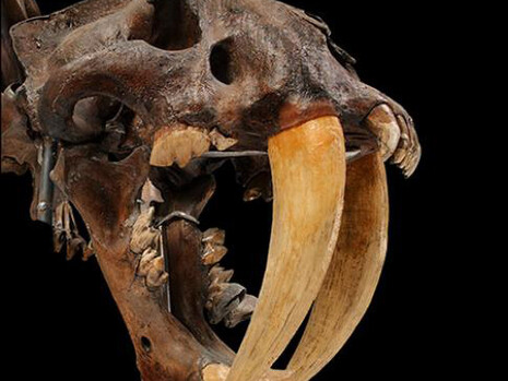 David H. Koch Hall of Fossils. Deep Time. Courtesy of Smithsonian's National Museum of Natural History
