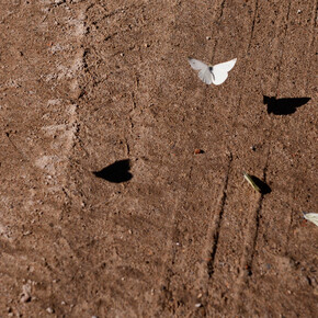 Göran Gnaudschun, Schmetterlinge (detail), 2024. Göran Gnaudschun, mit freundlicher Genehmigung der Galerie Poll