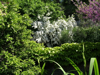 Vista di una Spirea nel Giardino del Casoncello