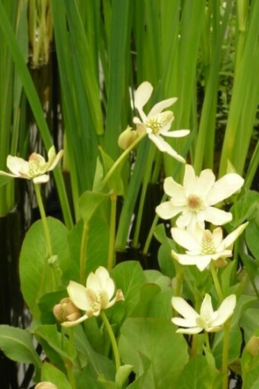 Anemopisis californica