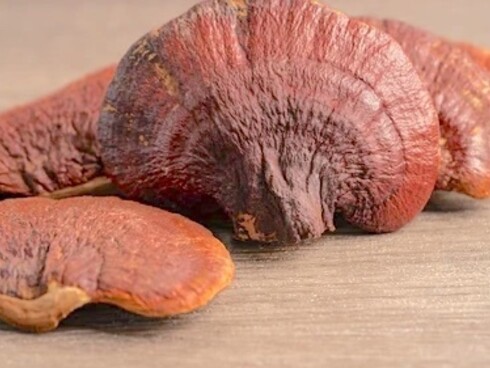Reishi (Ganoderma lucidum)