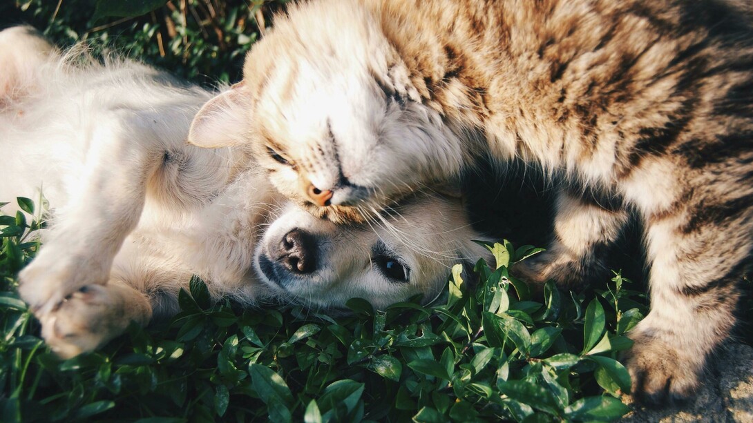 Apesar das diferenças, Amora tenta brincar com Atum e Choco, os gatos da casa