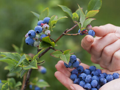 Frutti e bacche spontanee