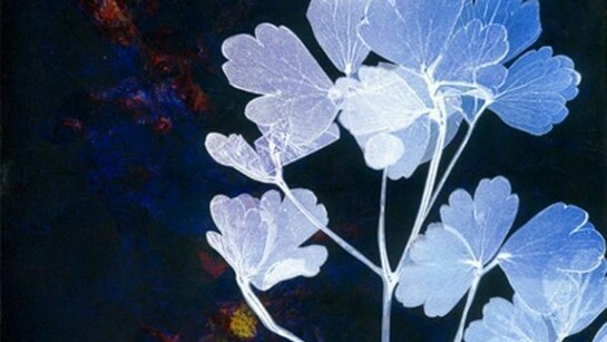 Sineid Codd, night garden 1, monotype print