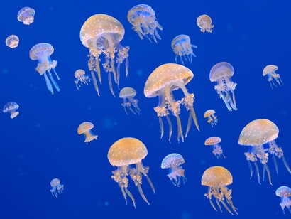 Carbonizzazione delle acque e meduse